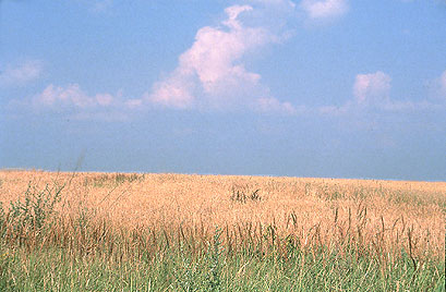 Polje, nebo